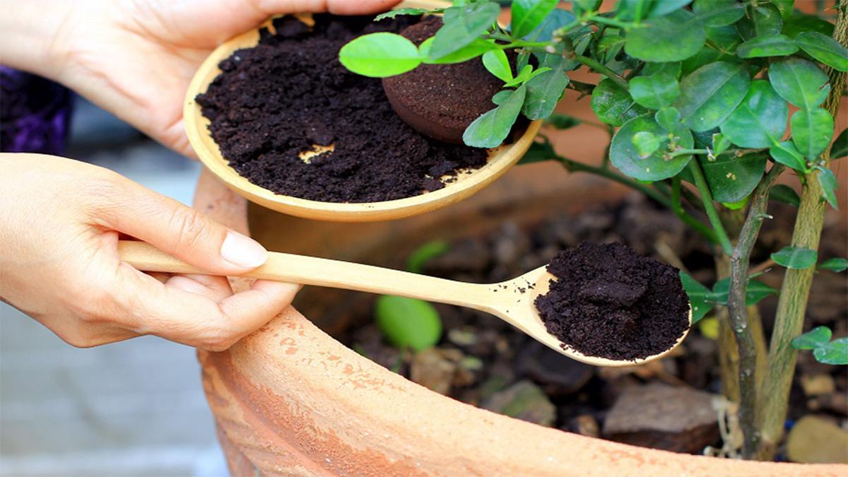 به گیاهای تو خونه چه خاکی بدم؟ | 5 تا خاک مناسب مخصوص گیاهان آپارتمانی