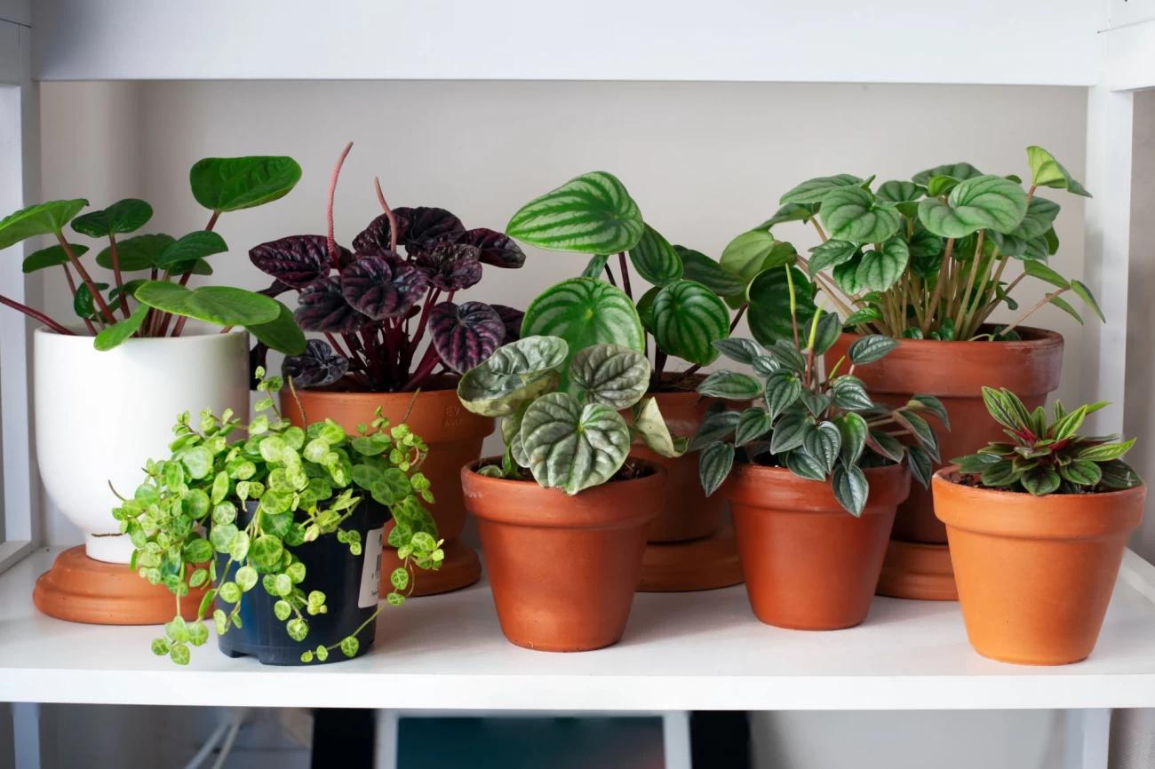 افزایش طول عمر گیاهان با وایتکس! | معجزه وایتکس برای گیاهان آپارتمانی