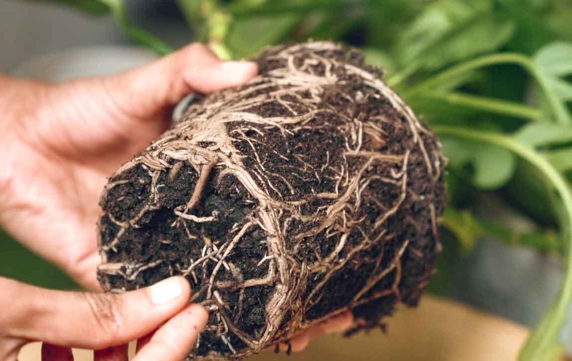 5 دلیلی که باعث پوسیدگی ریشه گیاهان آپارتمانی میشه! + روش جلوگیری