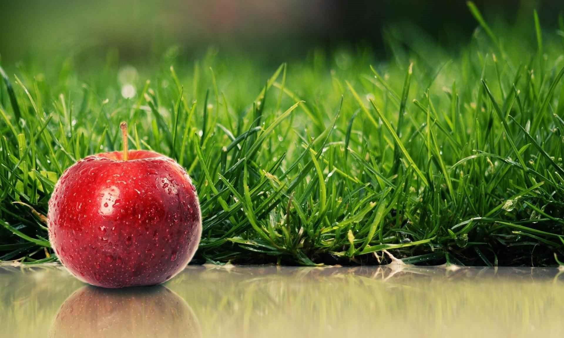 آموزش کاشت سبزه سیب فوق العاده شیک برای عید!