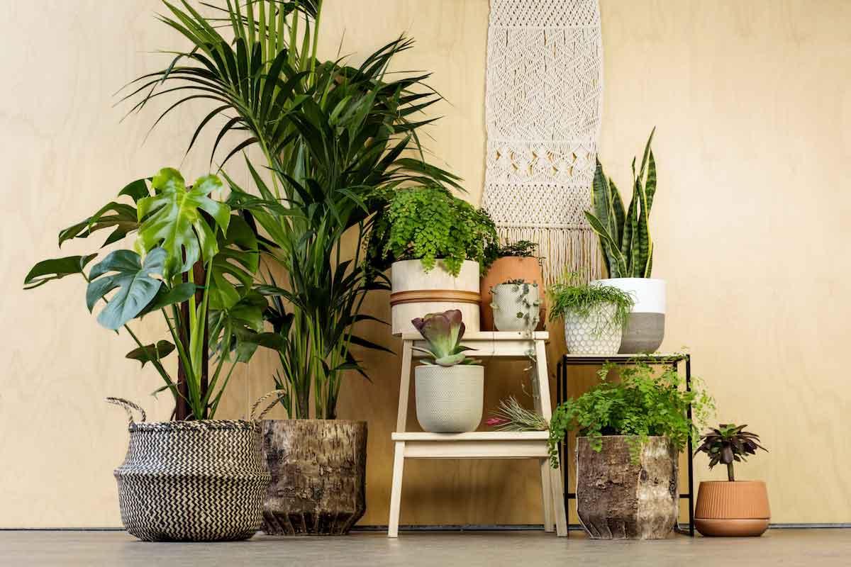 این گیاهان آپارتمانی، هوای خونه رو خنک می کنن! + عکس