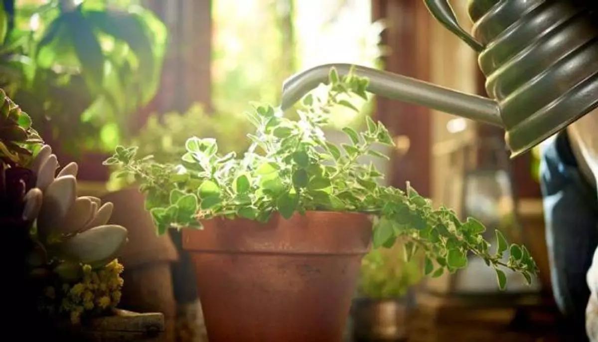معجزه آب باران برای گیاهان آپارتمانی | نحوه استفاده از آب باران برای گیاهان آپارتمانی