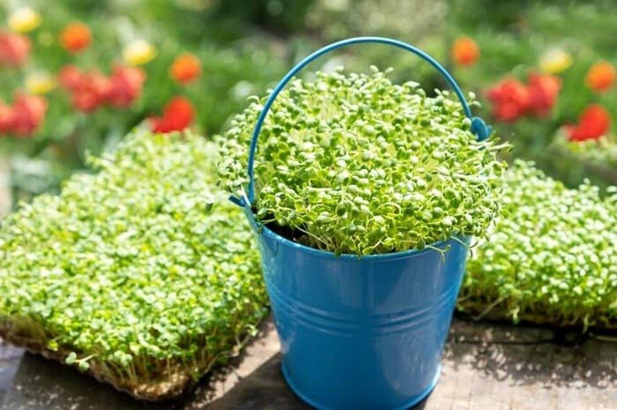 امسال متفاوت تر از هر سال سبزه درست کن! | 4 روش کاشت سبزه ماش