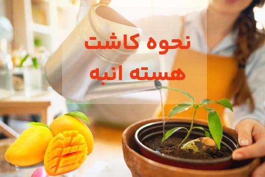 انبه خوردی هستش رو بکار تو گلدون درخت بشه! + آموزش کاشت