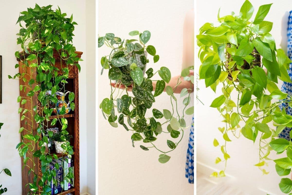 4 نکته مهم برای پر برگ شدن برگ گیاهان آپارتمانی!