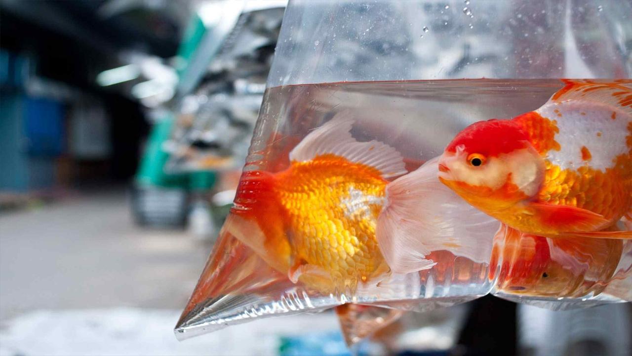 چرا نباید ماهی قرمز بخریم؟ | 5 دلیل مهم برای نخریدن ماهی قرمز!