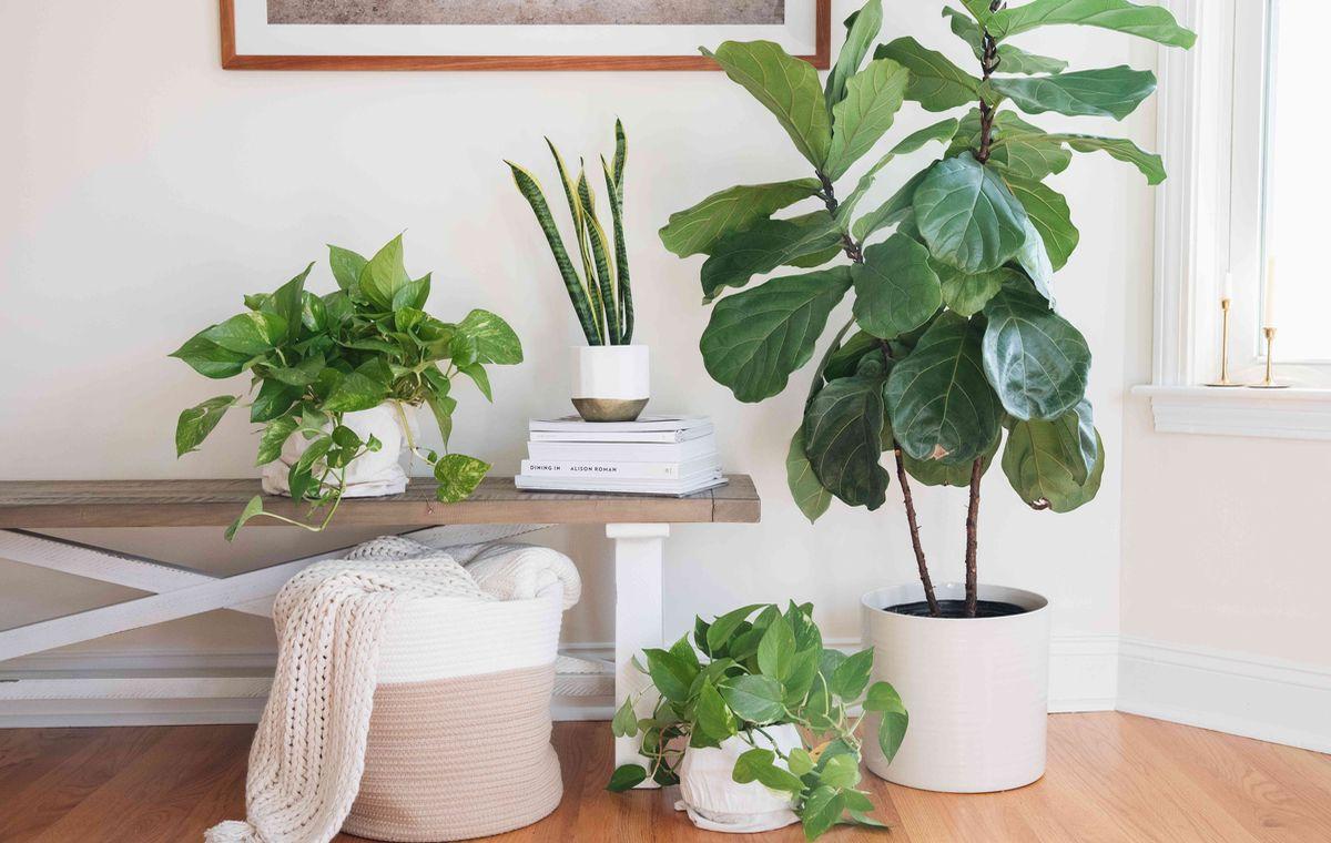 با این گیاهان، هوای خونه رو تصفیه کن!