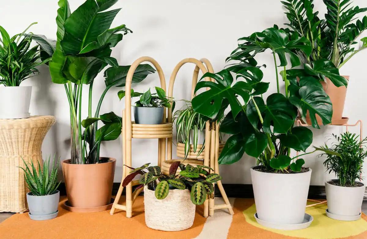 اشتباهات مخرب در نگهداری گیاهان آپارتمانی + نکات