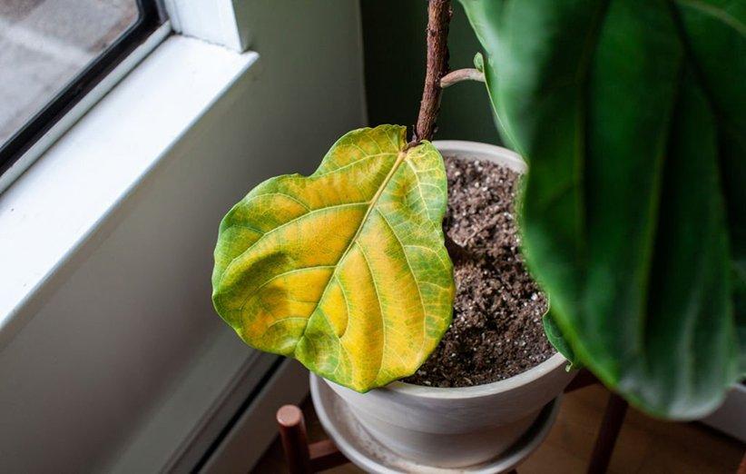 6 دلیلی که باعث زرد شدن برگ گیاهان آپارتمانی میشه + راه حل