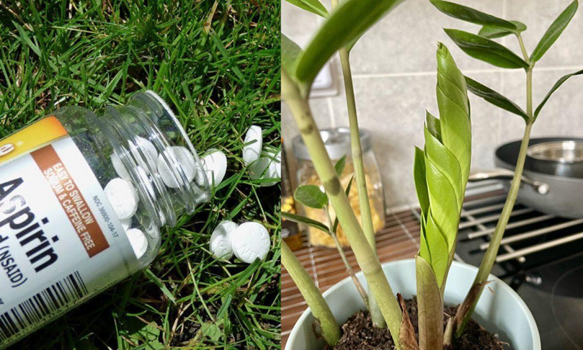 قرص آسپرین، قوی ترین دارو برای رشد گیاهان آپارتمانی! + طرز استفاده