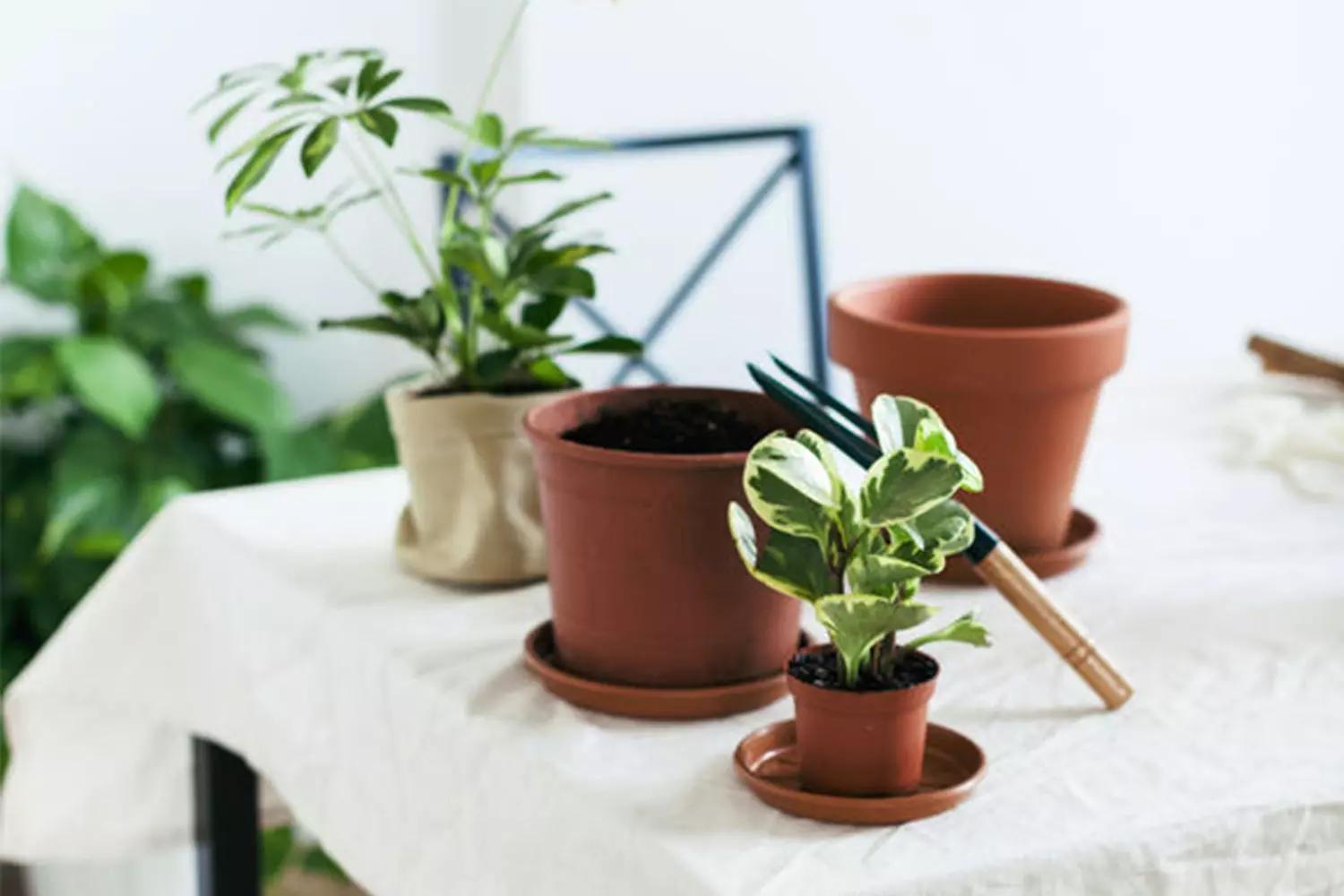 گیاهان خشک شده رو دور ننداز، احیا کن! |  روش های نجات گیاهان آپارتمانی خشک شده