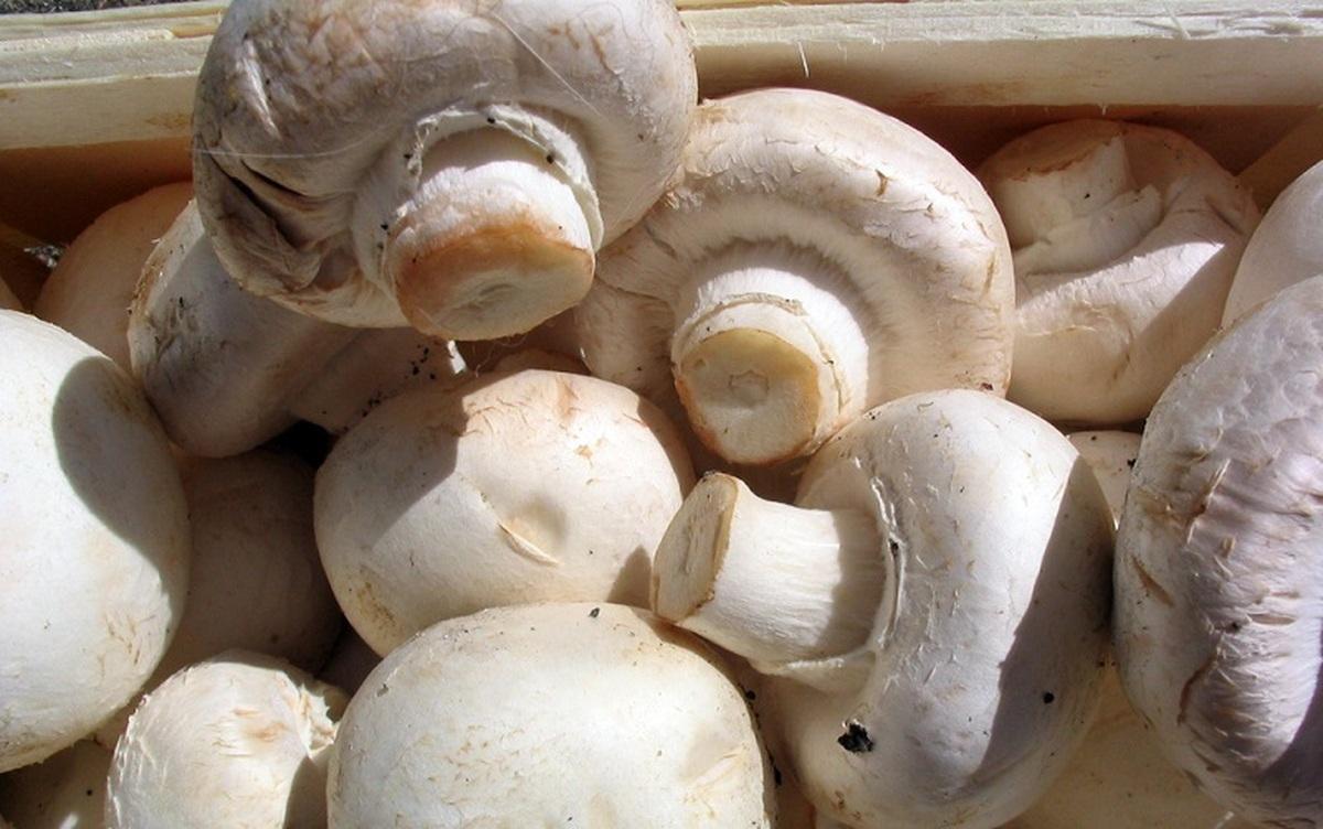 (ویدیو) ترفند شستن قارچ با آرد سفید | به راحتی، سیاه ترین قارچ ها رو سفید کن!