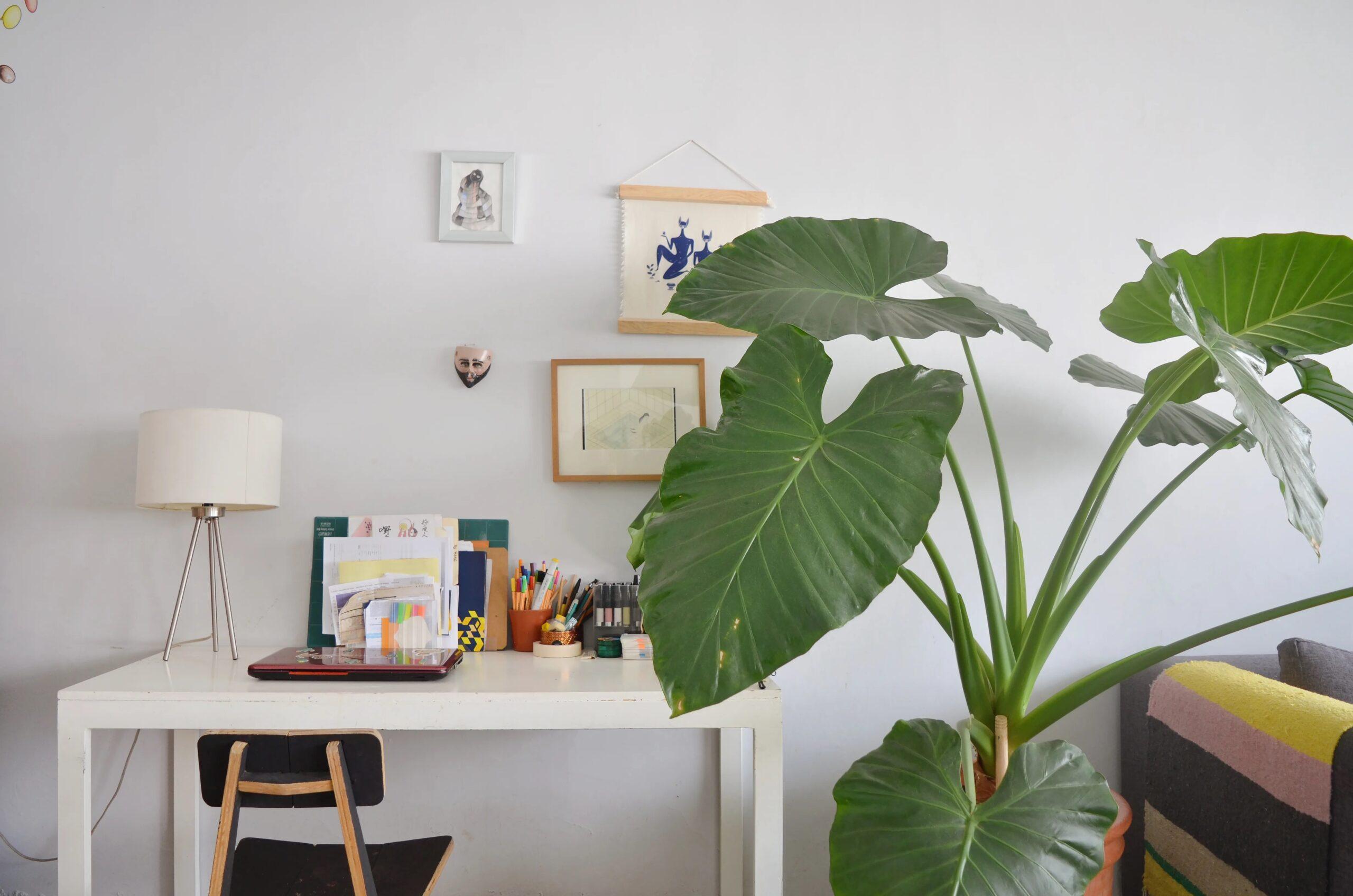 5 تا از محبوب ترین گیاهان آپارتمانی برگ پهن برای خاص پسندها + عکس