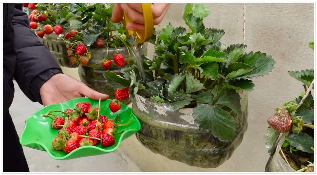 روش ساده پرورش توت فرنگی در خانه | با یه توت فرنگی کلی توت فرنگی تازه داری!