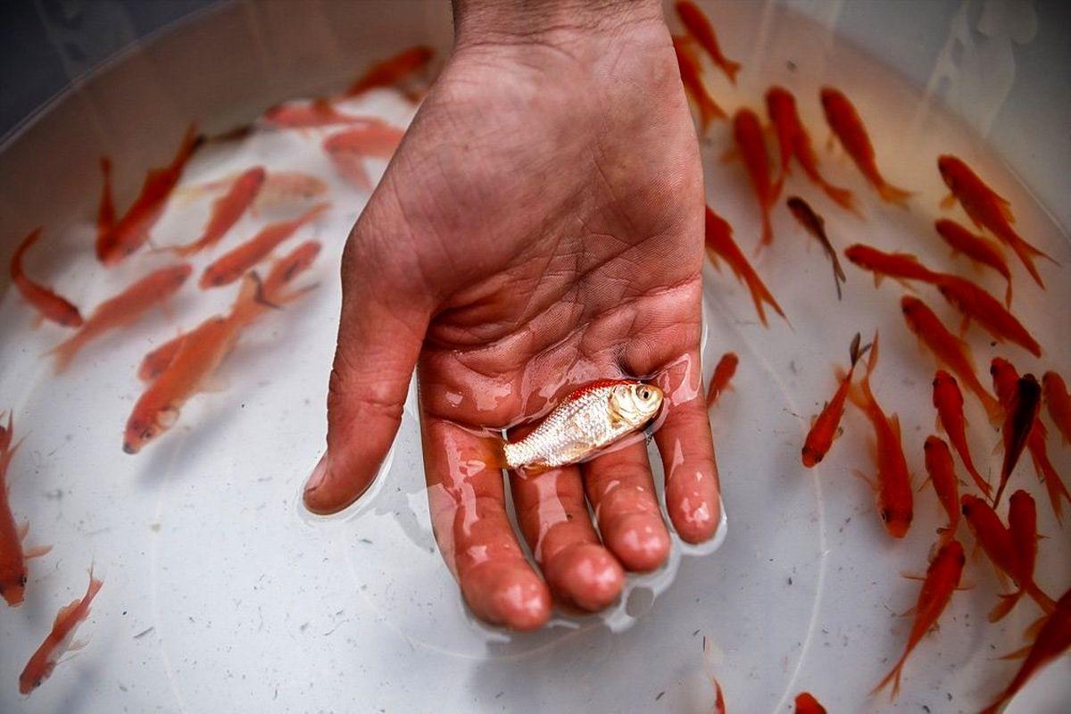 به هیچ وجه ماهی قرمز را در آب‌ های آزاد رها نکنید! + دلیل