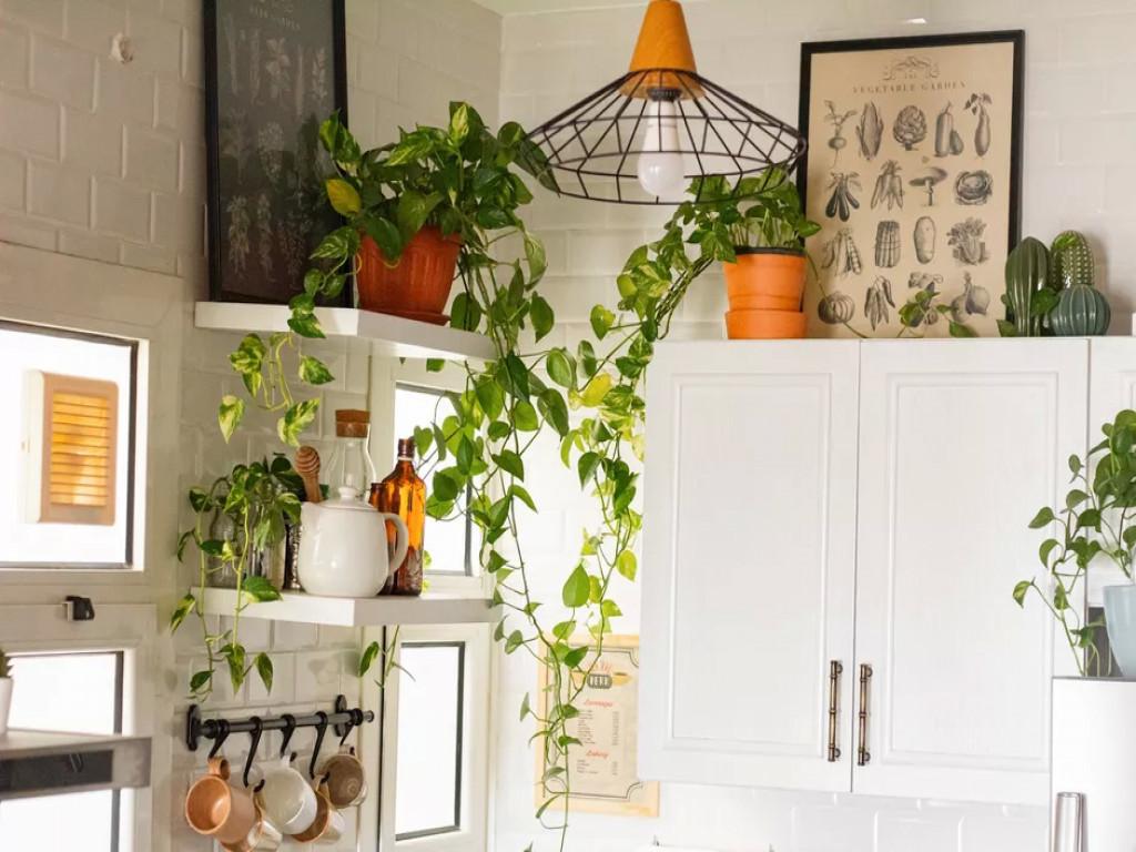 این گیاهان آپارتمانی فقط تو آشپزخونه رشد میکنن! + عکس