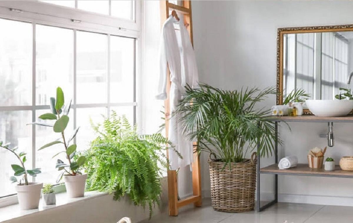 بهترین گیاهان آپارتمانی برای سرویس بهداشتی و حمام!