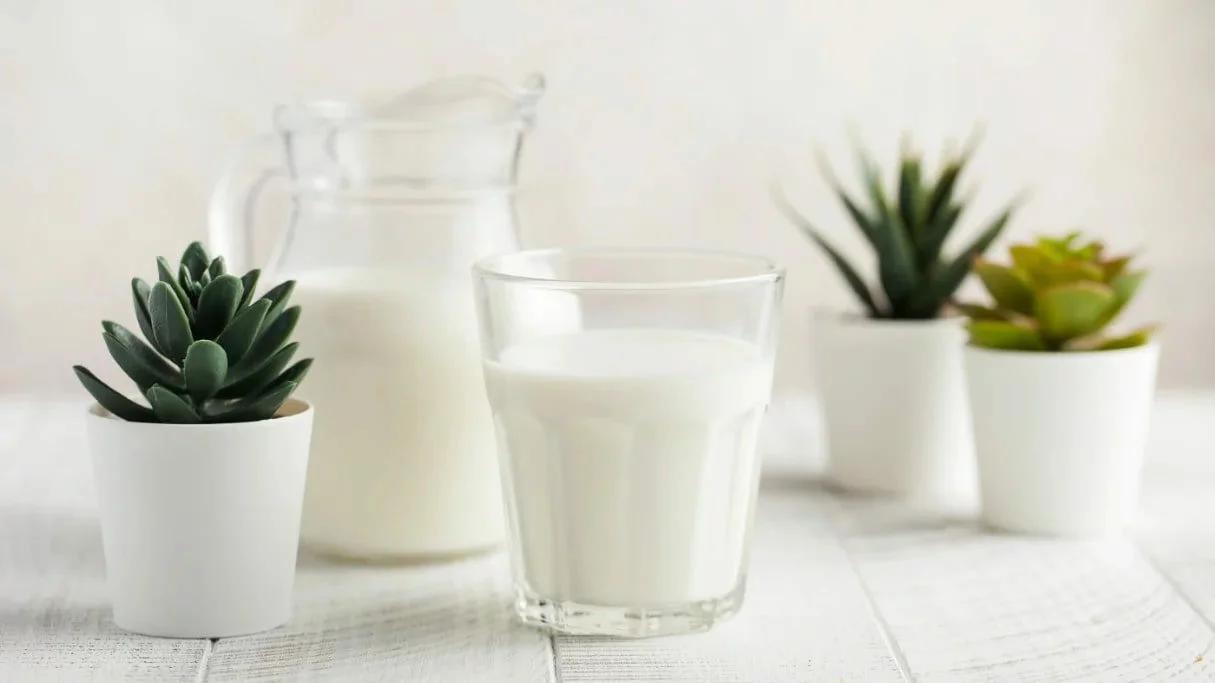 به گیاهان آپارتمانی شیر بدین! | فواید شگفت انگیز شیر برای گل های آپارتمانی