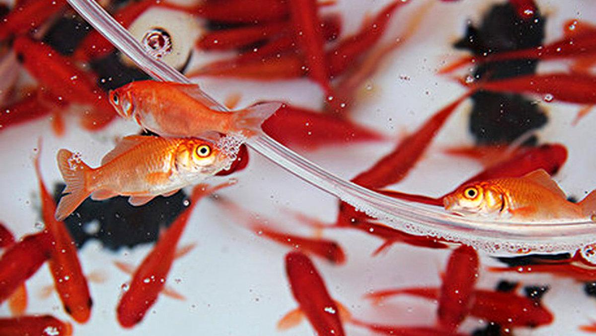 اگه نمی خوای ماهی عیدت بمیره، باید این نکات رو بدونی! | علت مرگ ماهی قرمز