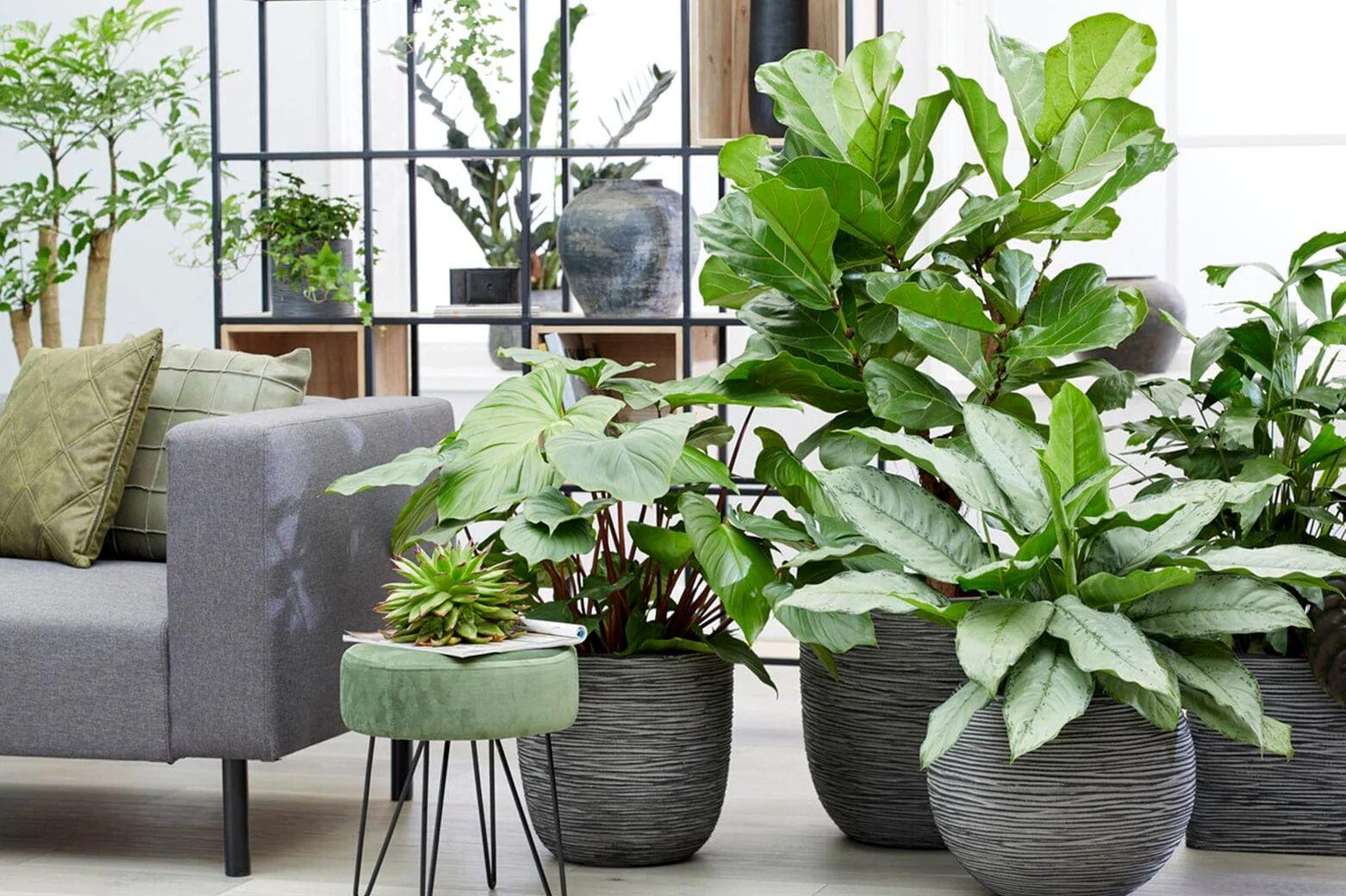 5 گیاه گرمسیری که خیلی  راحت تو آپارتمان رشد می کنن! + عکس