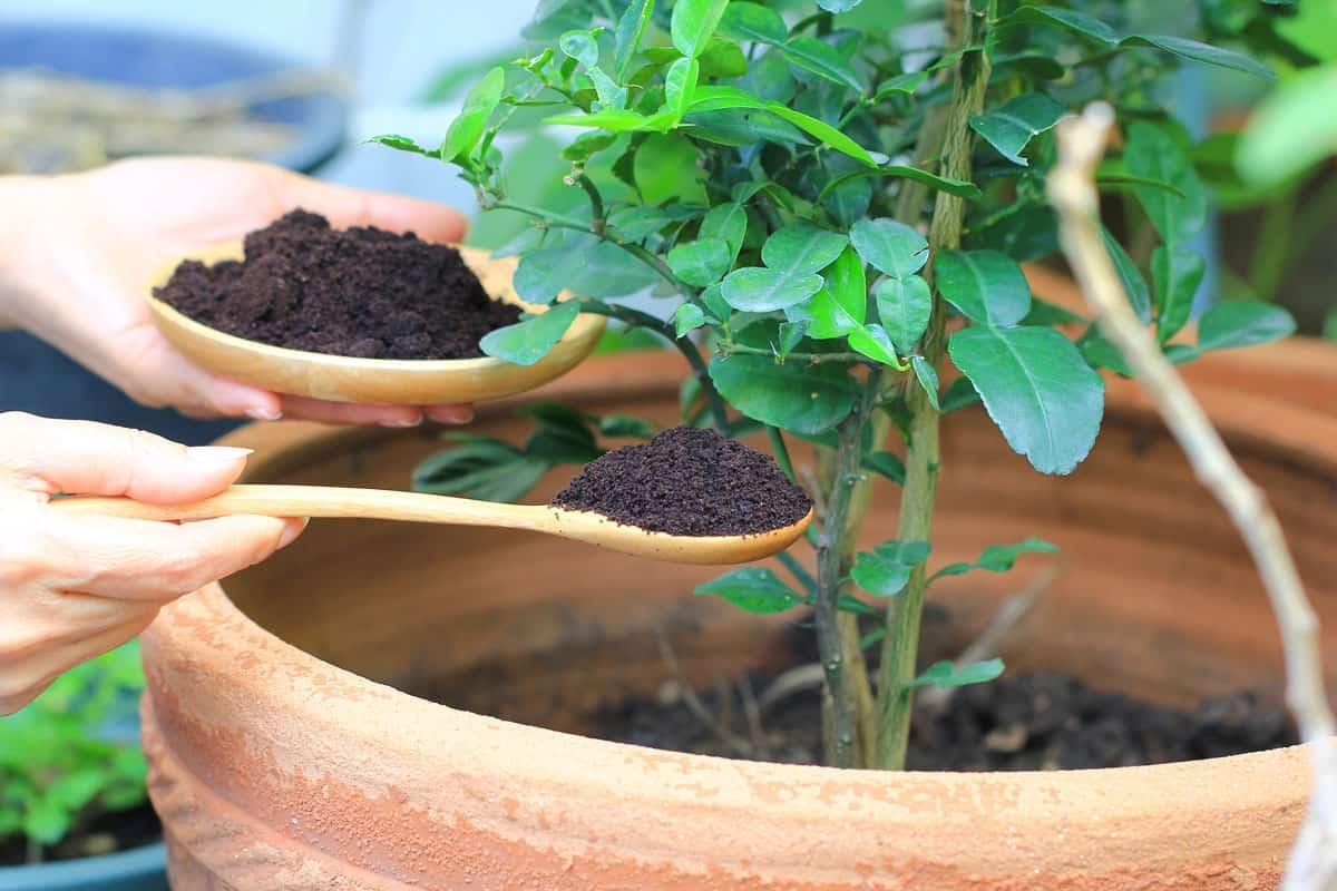 با تفاله قهوه، گیاهان آپارتمانی رو تقویت کن! + طرز استفاده
